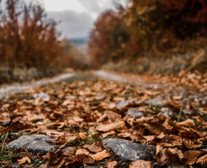 https://www.pexels.com/photo/close-up-photo-of-fallen-leaves-1651165/
What Lies Within Us.