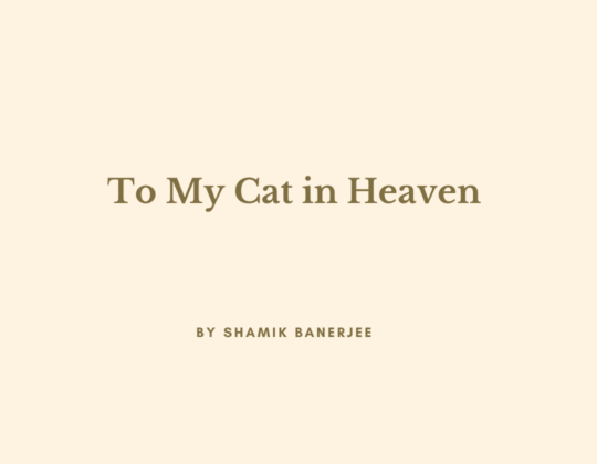 To My Cat in Heaven by Shamik Banerjee I Longing